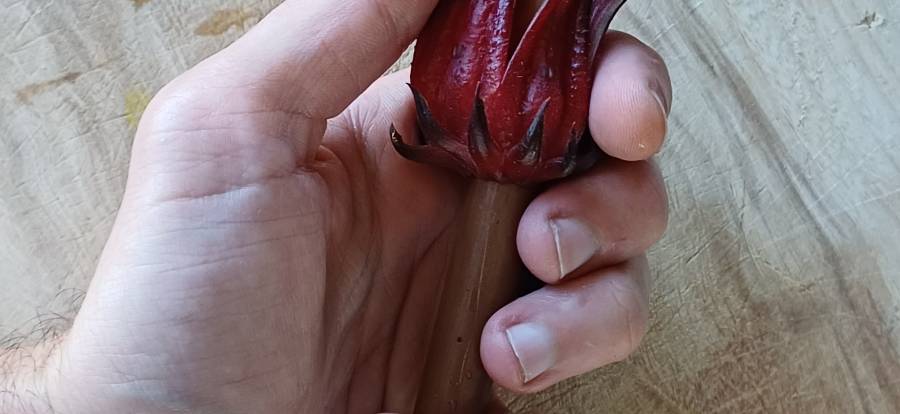 rosella_calyx_separation_4.jpg rosella_calyx_separation_4.jpg