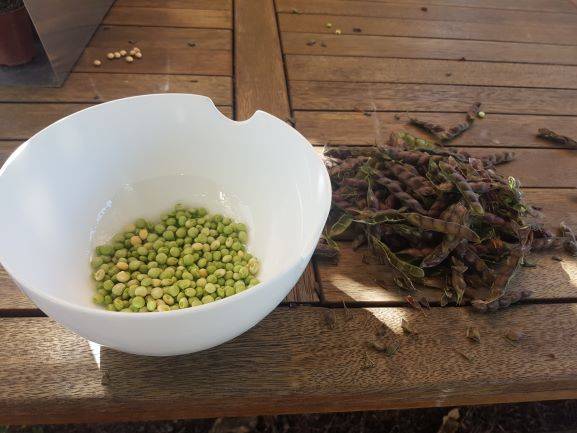 shelling_pigeon_peas_1.jpg