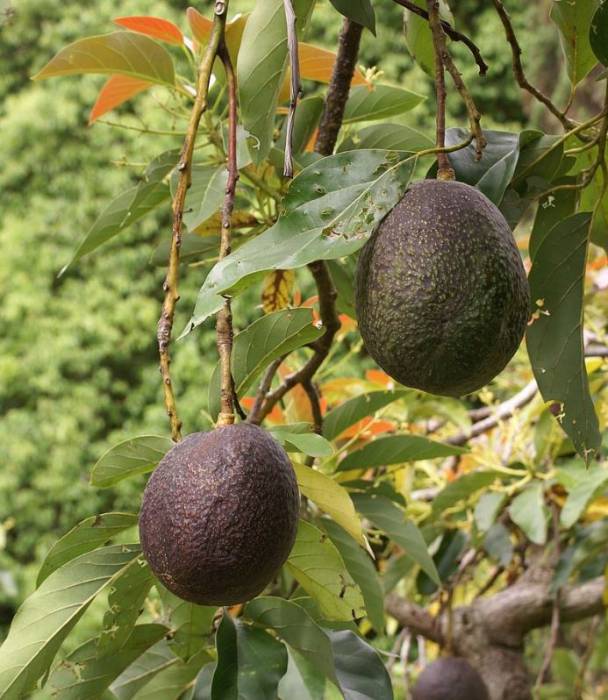 avocado1.jpg