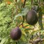 avocado1.jpg