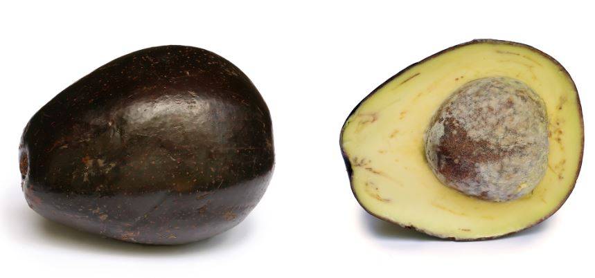avocado3.jpg