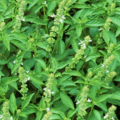 basil1.jpg