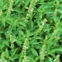 basil1.jpg