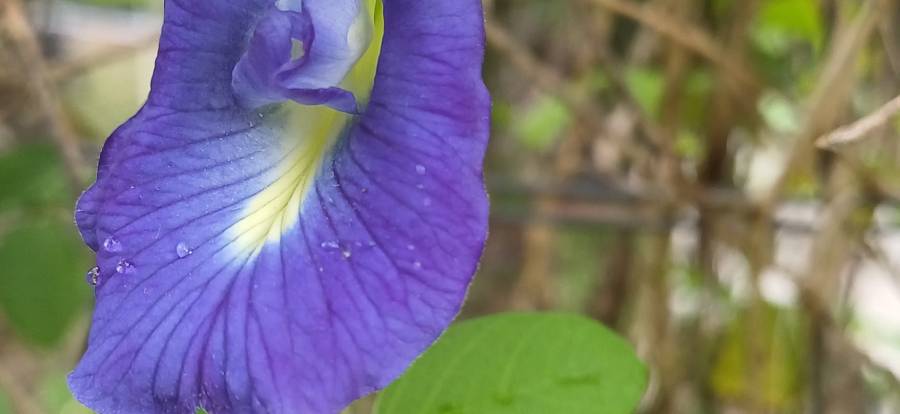 blue_pea_flower_1.jpg blue_pea_flower_1.jpg