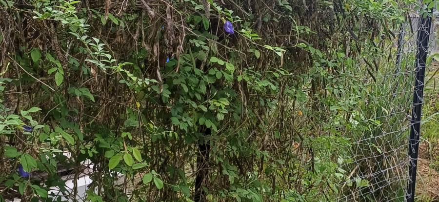 blue_pea_flower_2.jpg blue_pea_flower_2.jpg