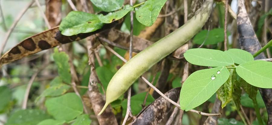 blue_pea_flower_3.jpg blue_pea_flower_3.jpg