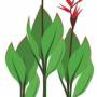 cannaindica1.jpg