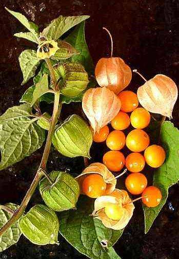 capegooseberry1.jpg