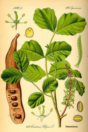 carob1.jpg