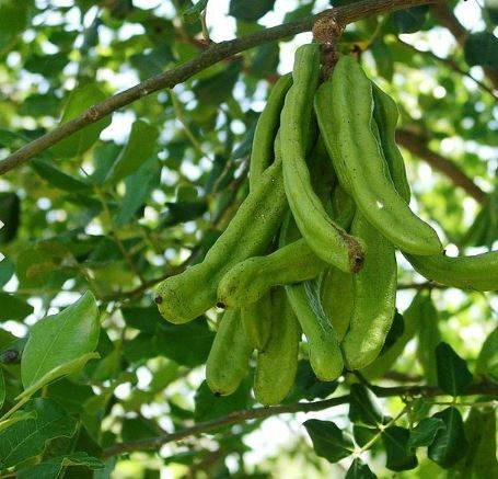 carob2.jpg