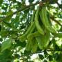 carob2.jpg