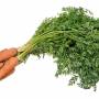 carrot1.jpg