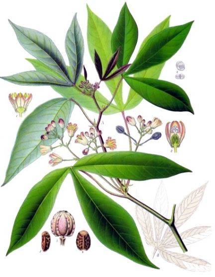 cassava1.jpg