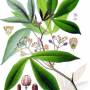 cassava1.jpg