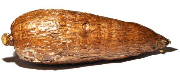 cassava2.jpg