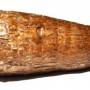 cassava2.jpg