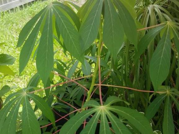 cassava3.jpg