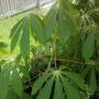 cassava3.jpg