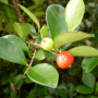 cedarbay_cherry1.png