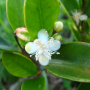 cedarbay_cherry2.png