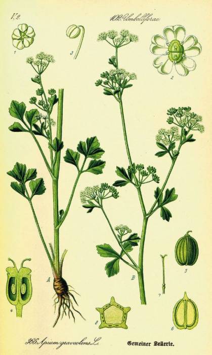 celery1.jpg