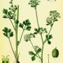 celery1.jpg