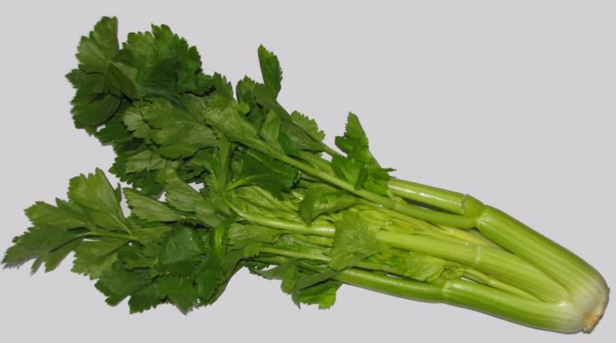 celery2.jpg