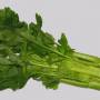celery2.jpg