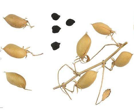 chickpea1.jpg