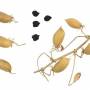 chickpea1.jpg