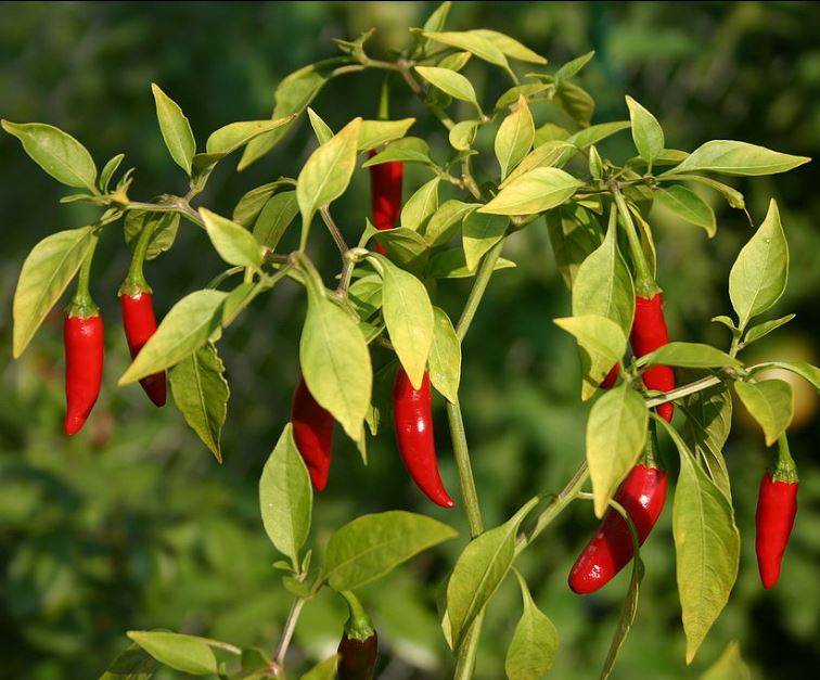 chilli1.jpg