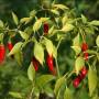 chilli1.jpg