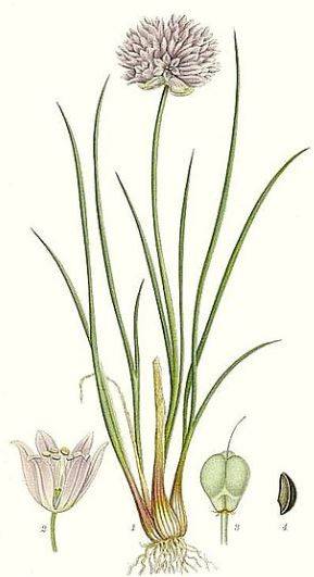 chives1.jpg