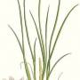 chives1.jpg