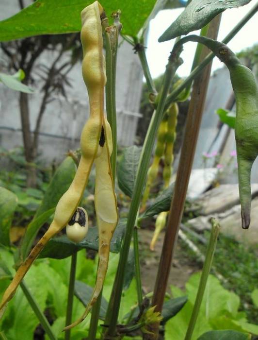 cowpea1.jpg