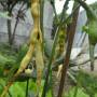 cowpea1.jpg