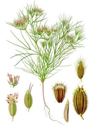 cumin.jpg