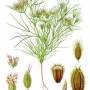 cumin.jpg