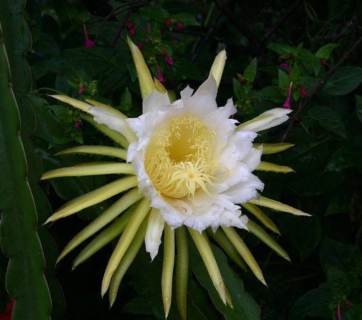 dragonfruit2.jpg