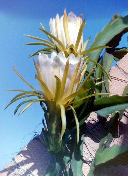 dragonfruit3.jpg
