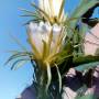 dragonfruit3.jpg