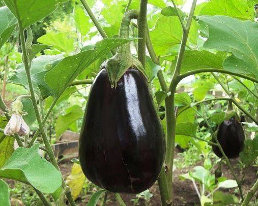eggplant1.jpg