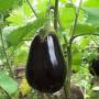eggplant1.jpg