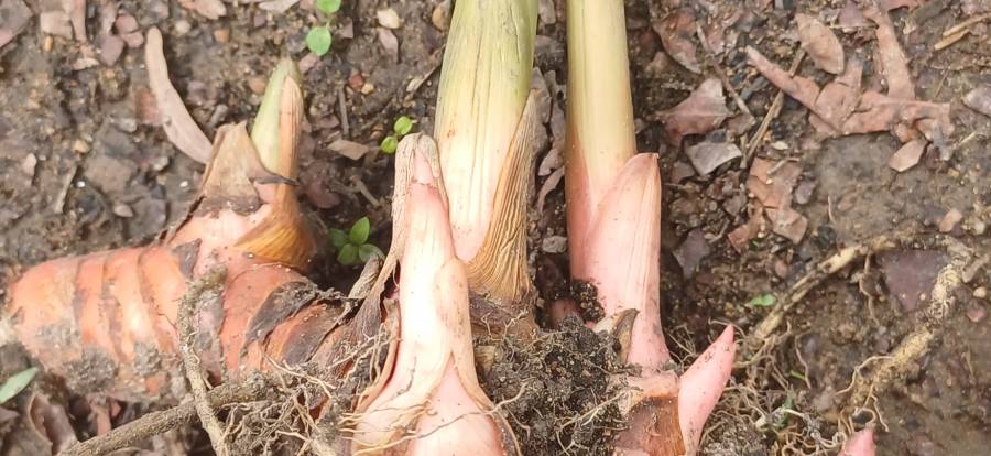 galangal_1.jpg galangal_1.jpg