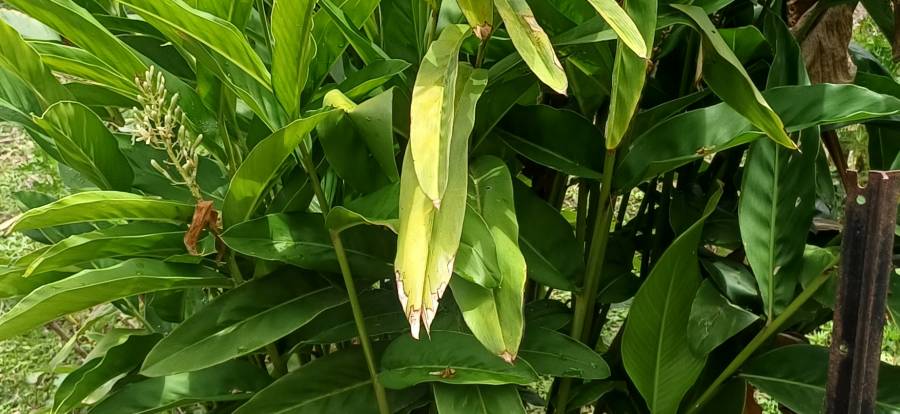 galangal_2.jpg galangal_2.jpg