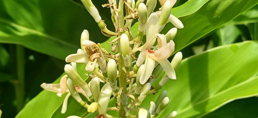 galangal_3.jpg galangal_3.jpg