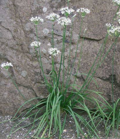 garlicchives1.jpg
