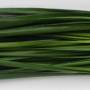 garlicchives2.jpg