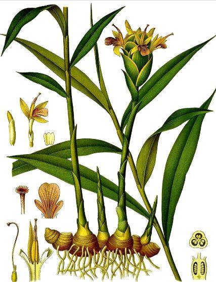 ginger1.jpg