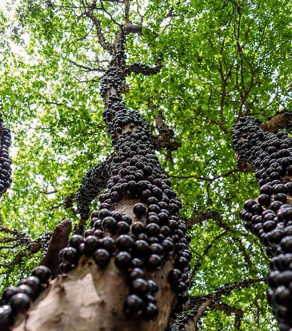 jabuticaba1.jpg